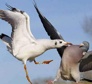 Gaviotas